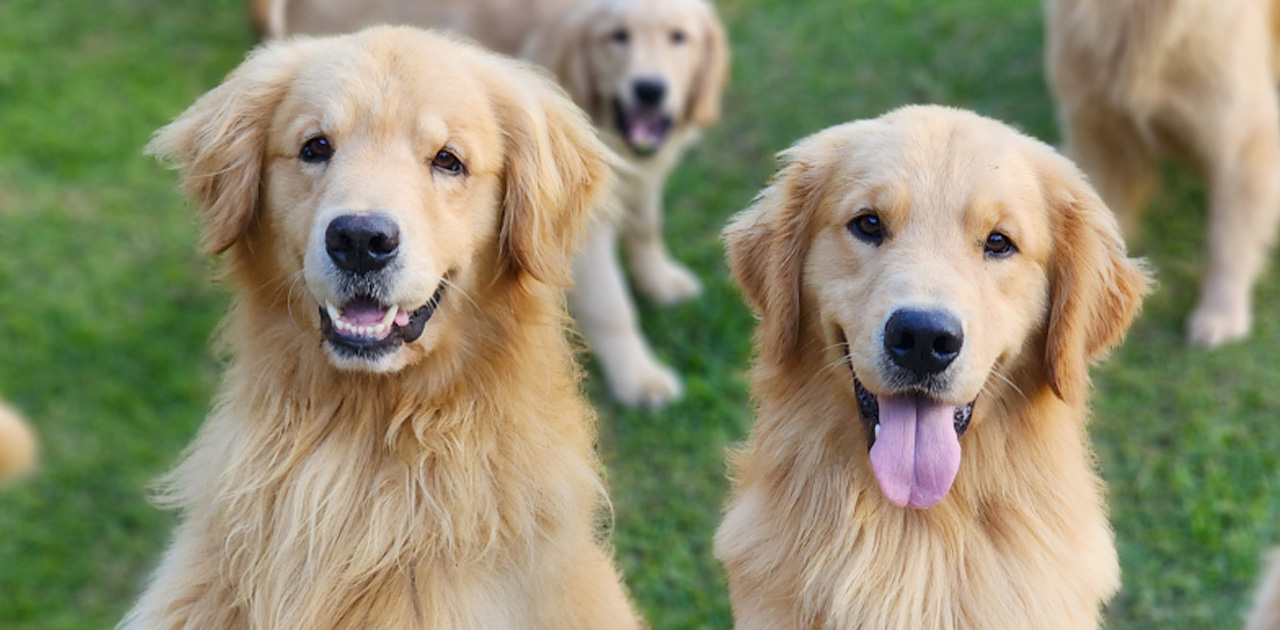 6 Curiosidades Sobre o Golden Retriever