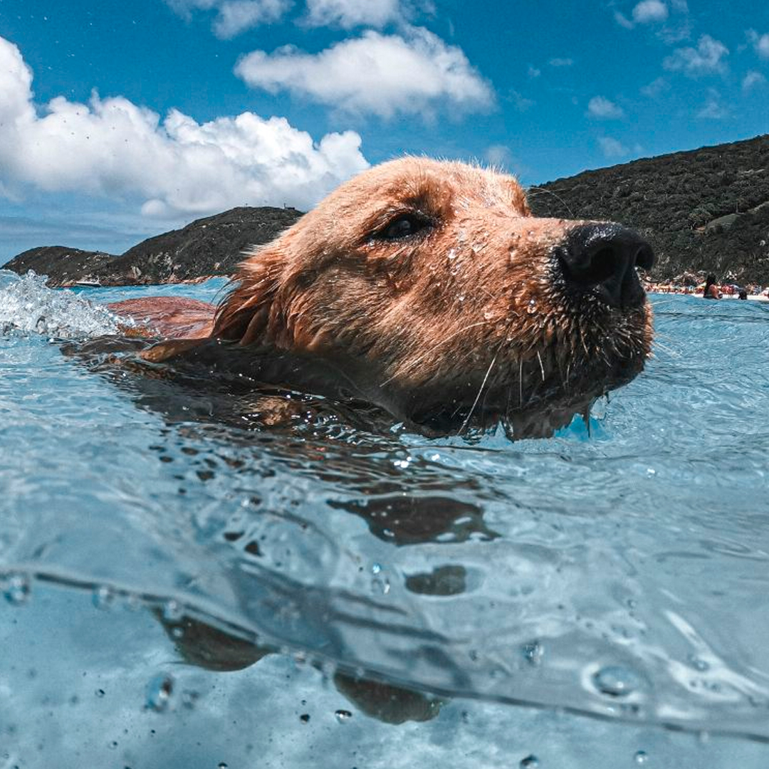 10 Cuidados para Proteger Seu Cachorro Durante o Calor